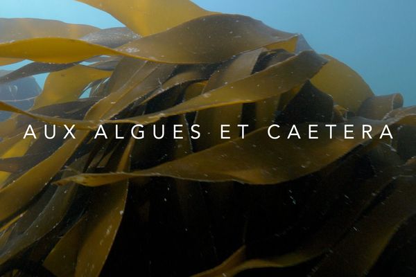 le documentaire du lundi à 23h20 : Aux algues et caetera