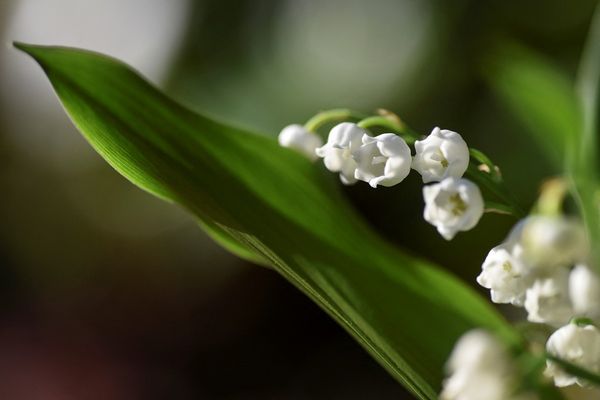 Vendre du muguet le 1er mai est autorisé, à certaines conditions.