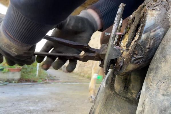 Dans le Limousin, une quarantaine de maréchaux-ferrants exercent encore.