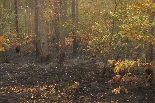 La forêt de Retz dans l'Aisne après un incendie en septembre 2020.