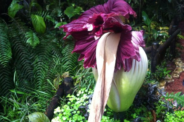 L'amorphophallus amorphe est bien à plat.