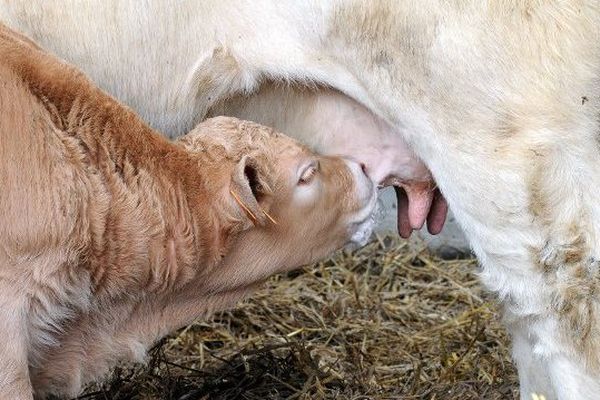 Le jeune animal tète deux fois par jour directement au pis de sa mère. 