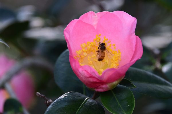 Un camélia, en latin camellia.