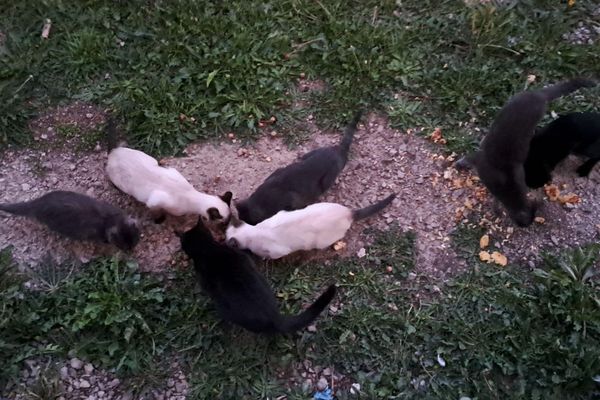 La vue depuis la fenêtre de Thierry Parrent dans la cité de la Baume, où se pressent les chats errants affamés.