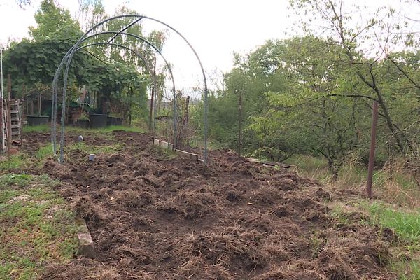 Dans ce jardin de Petite-Rosselle, les sangliers ont tout ravagé.