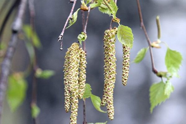 Le pollen de bouleau pourrait provoquer des allergies au début du mois de Mai