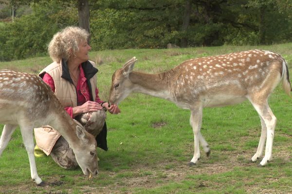 Dans sa propriété, Marie-Claire Chaussard a la passion des daims à Domeyrot (23)