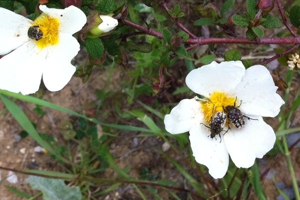 Printemps dans  l'Hérault