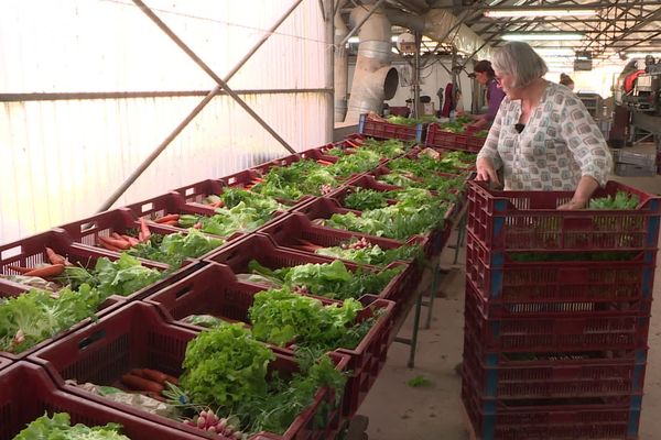 Traditionnellement, chaque semaine, des caisses de légumes variés sont livrés aux consommateurs engagés auprès de l'AMAP.