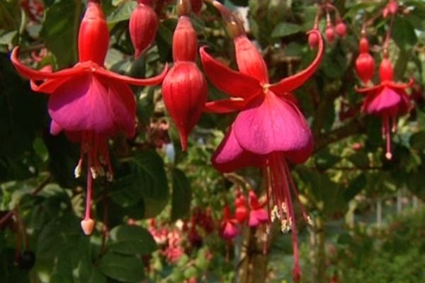 Un des fuchsias de la collection nationale conservée au jardin des plantes de Rouen.