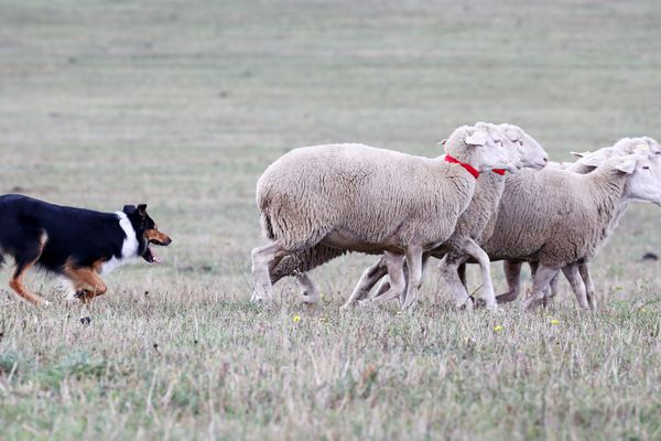 Ils cadrent les moutons au millimètre