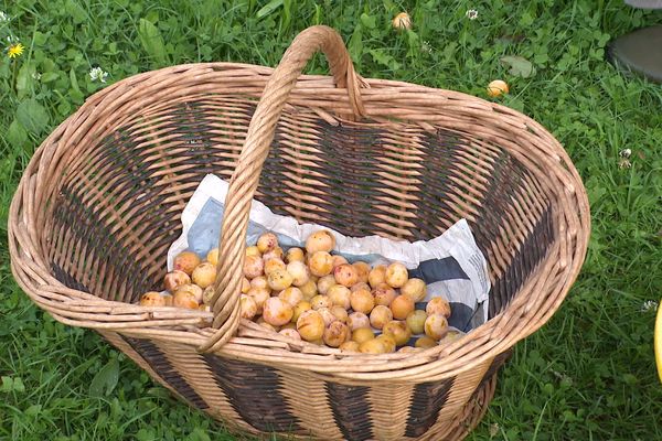 La récolte de la mirabelle de Franche-Comté a commencé !