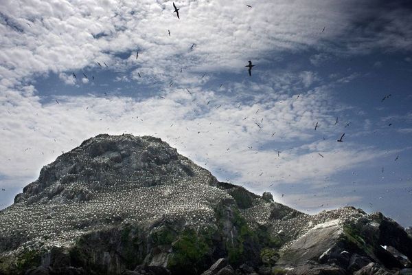 Au mois de mai 2012, la Ligue pour la Protection des Oiseaux fêtait ses 100 ans, en 1912, la LPO avait créé la réserve naturelle des Sept-Iles (Perros Guirec - Côtes d'Armor) 