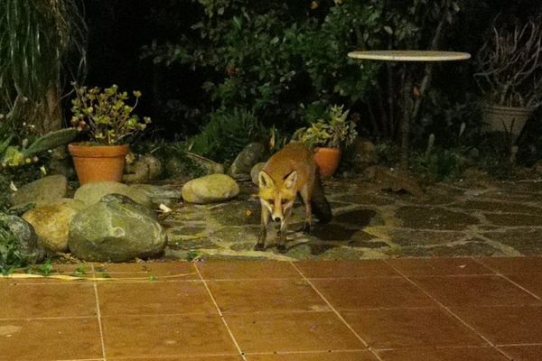 Un renard a osé rentrer dans une maison au Rayol-Canadel (Var).