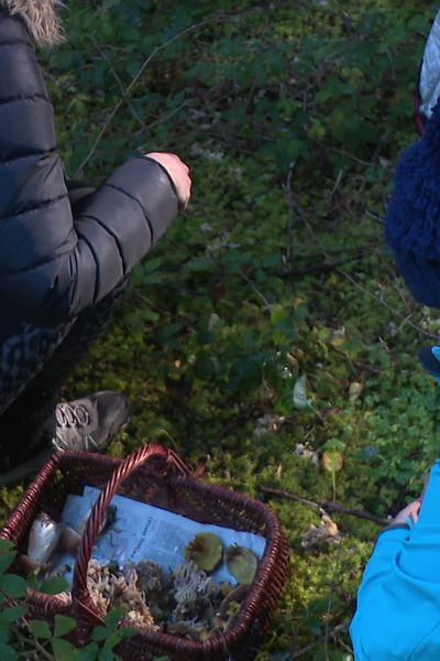 Belle cueillette pour la tradition journée du champignon de la Chapelle-en-Lafaye dans le haut Forez