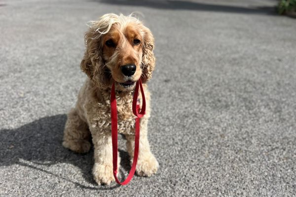 Toutou en laisse prêt à la promenade