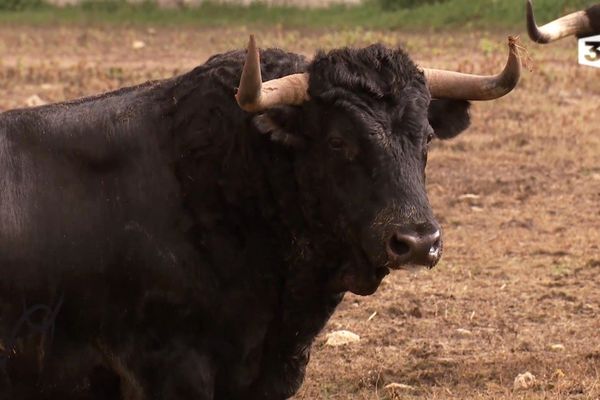 Dans la famille "Cordonnerie", je demande Tacholero (embauchoir). C'est un toro de Cuadri. Il sera à Vic pour la corrida-concours. Il est dans Signes du toro tout à l'heure…