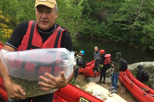 En trois jours, 170 000 alevins sont réintroduits dans la rivière Allier en amont du barrage hydroélectrique de Poutès (Haute-Loire). 