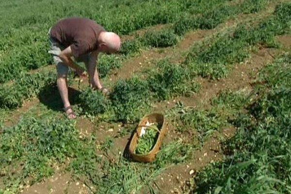 Un acheteur en train de cueillir ses petits pois chez  Agriself à Bretennière