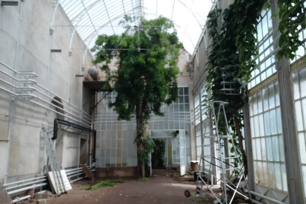 Jardin des plantes à Orléans : la serre tropicale déménagée de ses "sujets". juin 2016