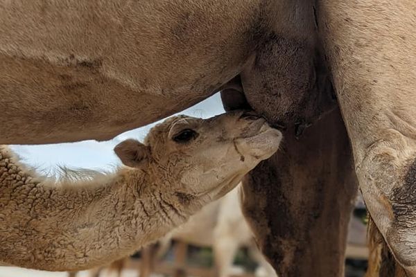 Six chamelons nés à la ferme de Cadaujac attendent leur futur prénom.