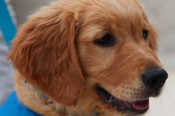 Une formation longue pour devenir chiens d'assistance pour personne handicapée