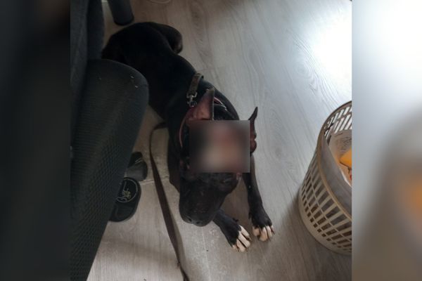 La jeune Staffie après l'acte de torture.