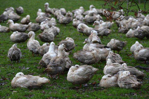 Le département de Loire-Atlantique est exempt de tout foyer d'influenza aviaire dans les élevages ce 18 février 2022