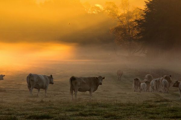 Des vaches dans la brume le matin