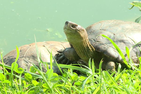 Le refuge des tortues de Bessières pourrait être placé en liquidation judiciaire ce jeudi 7 novembre 2024