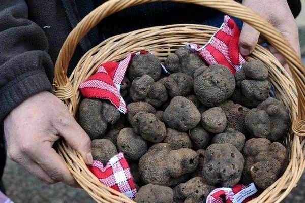 Il existe plus d'une centaine d'espèces du genre Tuber, de la famille des Tuberaceae. Ces champignons et leurs fructifications peuvent tous porter le nom de truffe.