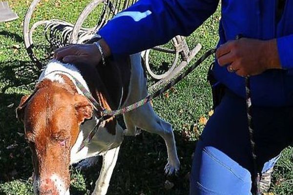 Un chien maltraité à Osséja, dans les Pyrénées-Orientales