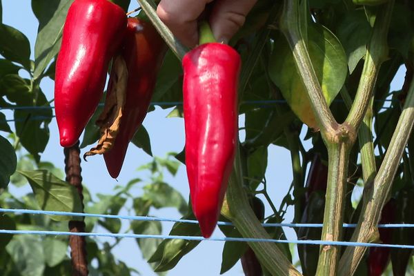 Rouge vif sur un feuillage vert intense, le piment d'Espelette porte les couleurs du Pays basque.