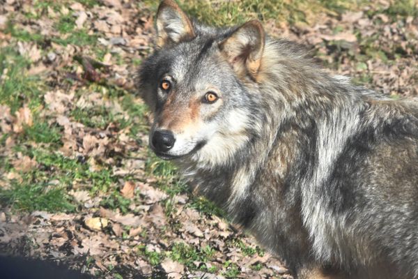 Selon la préfecture de Haute-Garonne, 1000 loups seraient répartis dans plus de 50 départements.