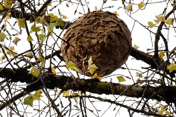 Un nid de frelons dans des branches.