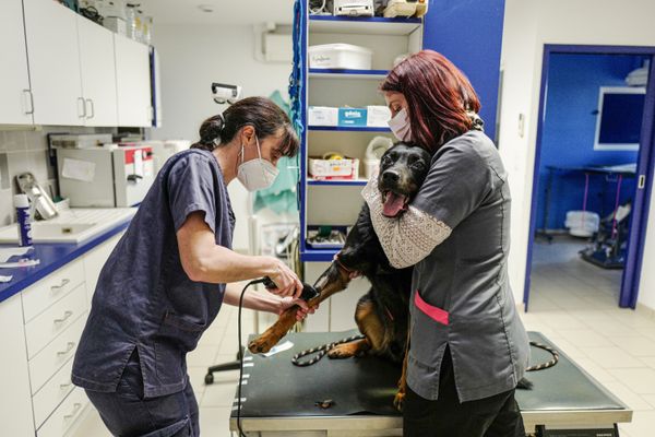 Des vétérinaires référents vont pouvoir signaler les éventuelles maltraitances animales constatées lors de leurs consultations au pôle de justice spécialisé de Toulouse.