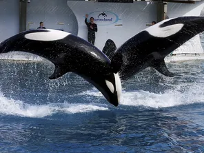 Une pétition d'une association de défense des animaux a recueilli plus de 18 000 signatures pour arrêter de faire la promotion du parc Marineland.