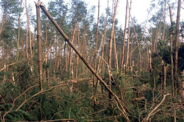 6% de la forêt alsacienne avait été anéantie en quelques heures le 26 décembre 1999