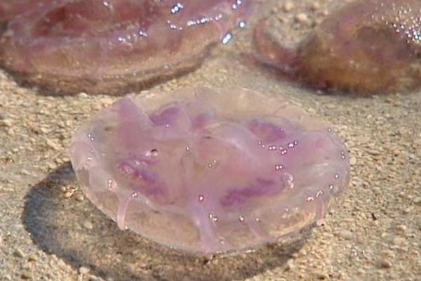 La méduse Pelagia noctiluca, aussi connue sous le nom de méduse pélagique, pélagie ou piqueur-mauve.