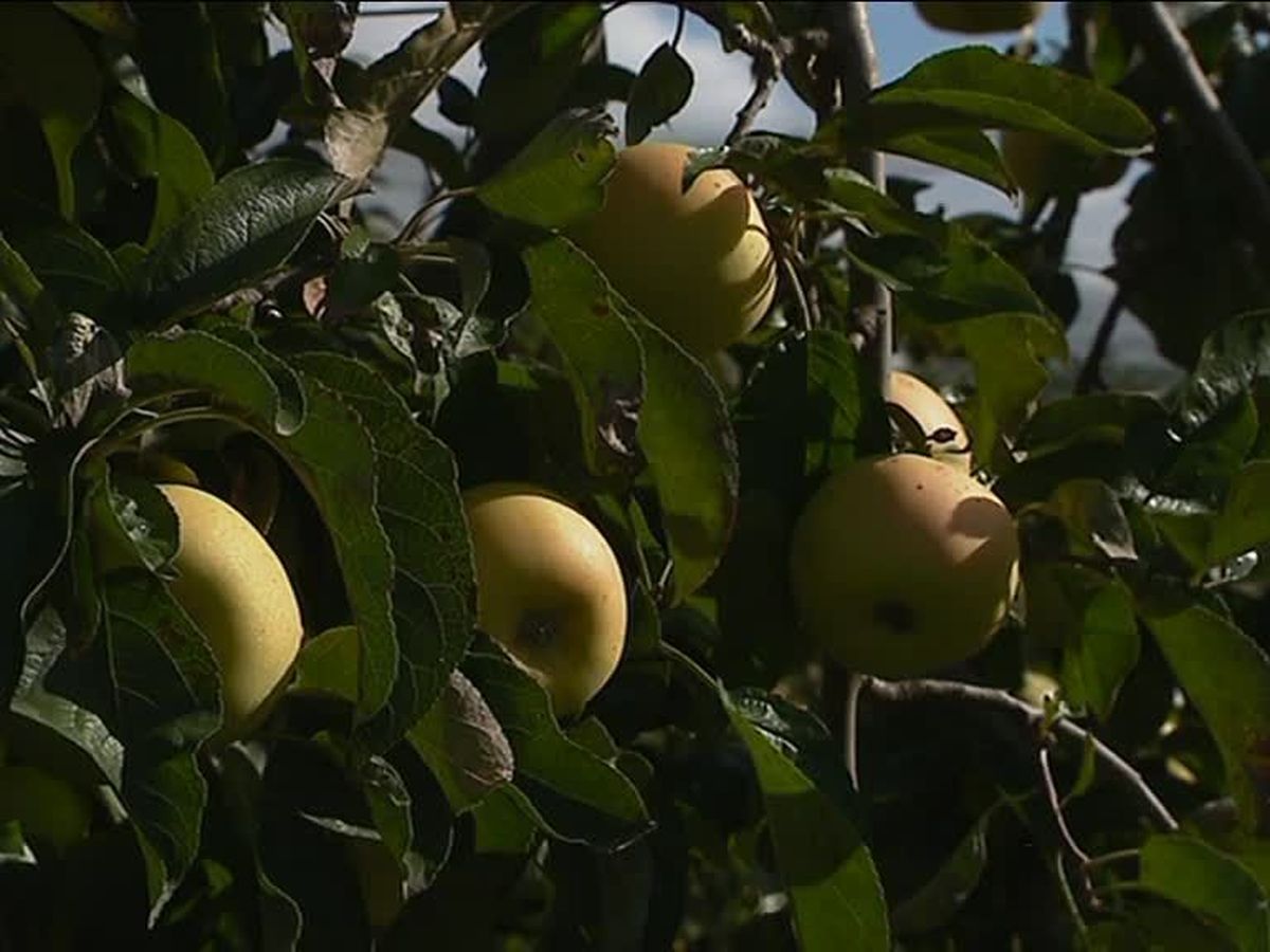 Vente en gros de Pommes bio d'Alsace & Pommes bio en direct des Producteurs