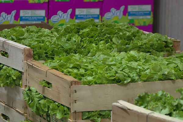 Les stocks de fruits et légumes ont retrouvé le chemin des frigos du MIN.