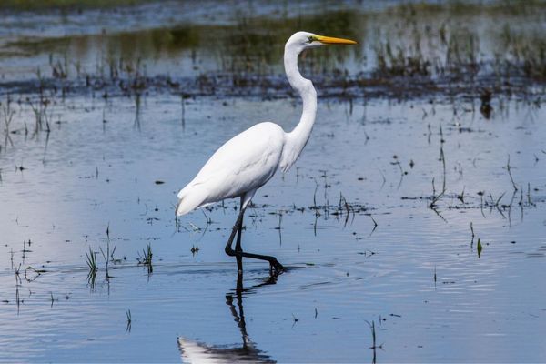 Une grande aigrette retrouvée morte porteuse du virus influenza aviaire