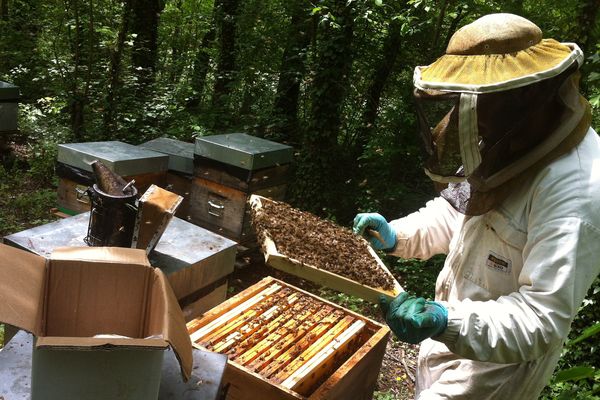 Jean Christophe Housieau, apiculteur à Moissat (63). Alors qu'il devrait commencer sa récolte de miel, il est obligé de nourrir ses abeilles pour les conserver. La faute aux aléas climatiques : acacias gelés, la pluie et le vent ont bloqué la montée du nectare