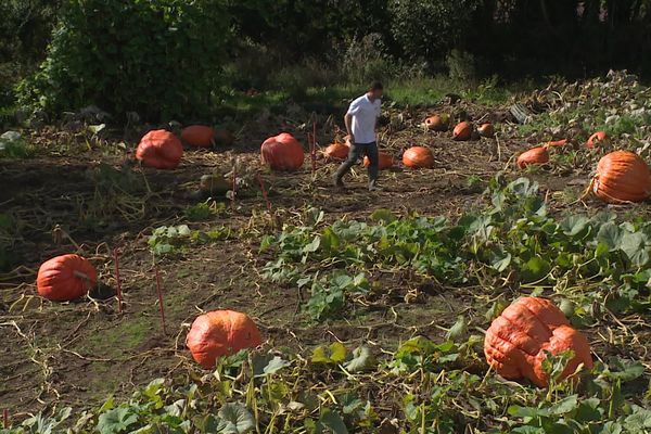 Le jardin de Samuel Brault est peuplé de citrouilles, potirons et courgettes XXL.