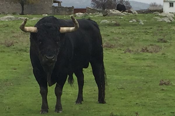 Un des toros de Baltasar Ibán choisis pour le lundi de Pâques à Arles. Au cartel : Cid, Adame et Del Álamo