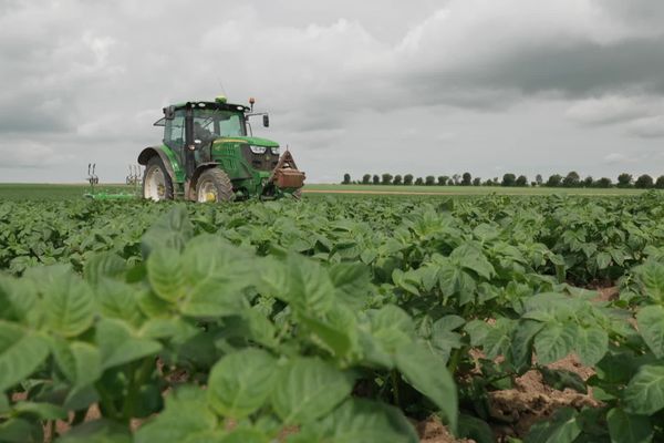 La parcelle de six hectares de pommes de terre bio de Simon Catteau, située à Sailly-Laurette, dans la Somme.