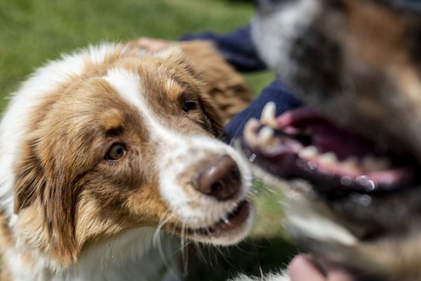 Trois victimes ont été victimes de vol de leur chien à Perpignan.