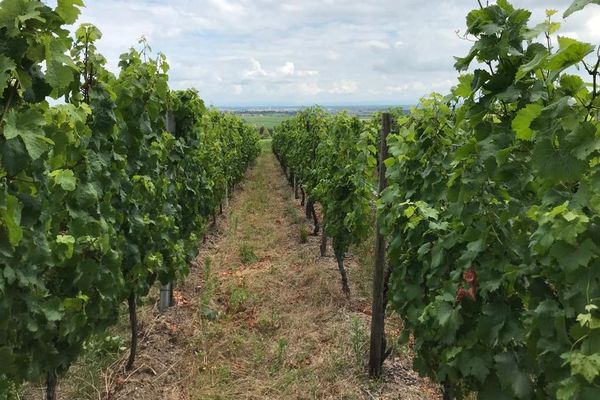 Pour les prochaines vendanges, les rendements devront être abaissés.