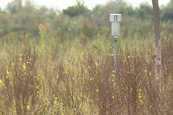 Des capteur sont installés pour détecter les pollens d'ambroisie, très allergisants.