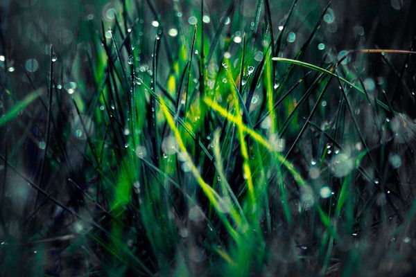 Pluie sur herbe